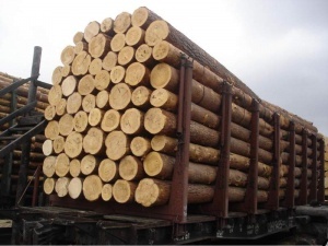 فروش چوب صنوبر پوست کنده بون گره با بهترین کیفیت.