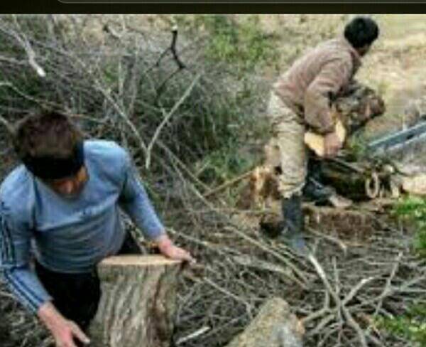خریدار چوب درخت