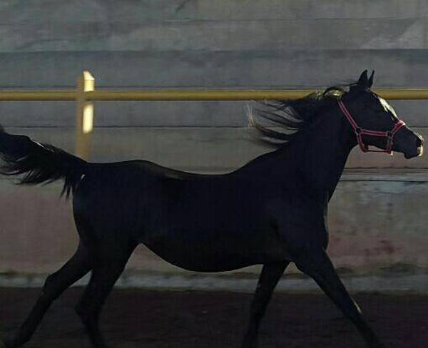 اسب مادیان عرب