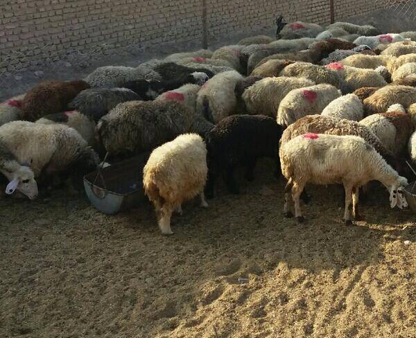 گوسفند زنده به قیمت کشتار گاه