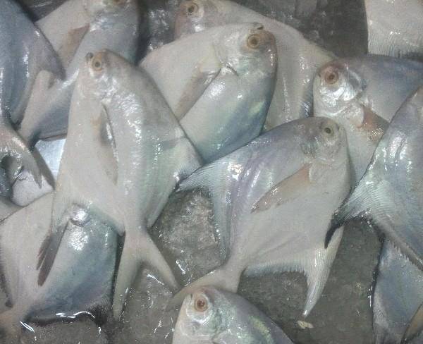 پخش عمده وخرده انواع ماهی جنوب وشمال،ومیگو