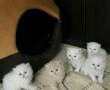 بچه گربه های سفید و کاراملی رنگ