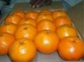 فروش نارنگی پاکستان