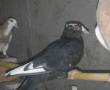 کبوتر ماده پلنگ سیاه ضمانتی