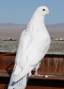 کبوتر سفید جهت مراسم عروس - کبوتر تیپلر و کبوتر تهرانی