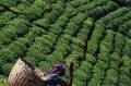 اولین تولید کننده چای ارگانیک و سالم در ایران