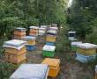فروش عسل 100 درصد طبیعی جنگل ...