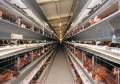 فروش مرغداری تخم گذار مدرن با تجهیزات کامل قزوین