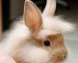 خرگوش لوپ + جرسی