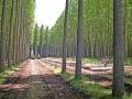 چوب جنگلی (راش،کاتین،توسکا،بلوط و ...)