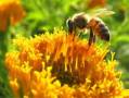 مشاوره اصول زنبور داری در سطح حرفه ای
