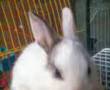 خرگوش های مینیاتوری زیبا واکسینه شده