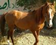 فروش اسب نر اصیل از نژاد کرد