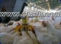 ارائه طرح توجیهی پرورش مرغ گوشتی www.etarh.com