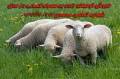فروش گوسفند زنده با قصاب در محل