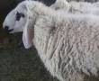 گوسفندچاق وچله برای قربانی کردن