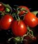 آموزش کاشت و برداشت گوجه فرنگی گلخانه ای و دریافت وام اشتغال زایی