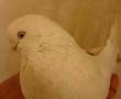 کبوتر سفید تهرانی