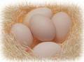 فروش تخم مرغ خوراکی بومی