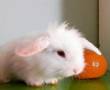 خرگوش های جرسی بهداشتی انگل تراپی