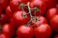 فروش گوجه فرنگی خارج از فصل