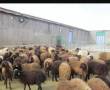 فروش گوسفند.ارسال به تمامی نقاط تهران