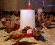 فروش جوجه مرغ تخمگذاردوماه اصلاح نژادشده