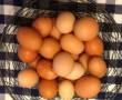 فروش تخم مرغ رسمی ارگانیک