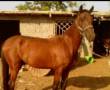 اسب از نژاد ترکمن