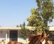 فروش اسب عرب-دره شور