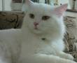 گربه پرشین سفید چشم عسلی