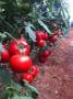 بذر گوجه فرنگی گلخانه ای یکره