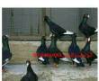 فروش انواع کبوتر قره سوریه ای