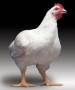 اصول وروشهای پرورش و نگهداری مرغ گوشتی