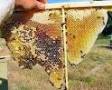 پرورش زنبورعسل