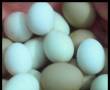 فروش تخم مرغ بومی و مرغ تزینی(پرپاوچینی)