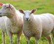 گوسفند زنده همراه با قصاب