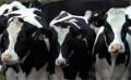 فروش گاوداری 7 هکتاری با 250 گاو در نظراباد