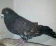 کبوتر کله هندی