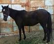 اسب عرب ترکمن