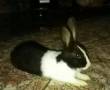 خرگوش سیاه و سفید