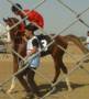 اسب سیلمی عرب در اصفهان