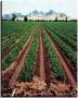 فروش زمین کشاورزی 200 هکتاری در بوئین زهرا با 4 حلقه چاه