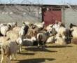 فروش گوسفند با قصاب درمحل