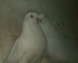 کبوتر نوک جم سفیدقد بلند