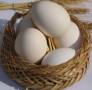 فروش تخم مرغ خوراکی بومی