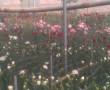 300گلدان گل رز با25% قیمت