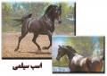اسب سیلمی عرب مشکی وارداتی با تولید کره های مشکی
