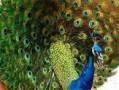 فروش استثنایی طاووس نر دوساله