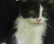 بچه گربه 4 ماهه سیاه و سفید